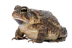 Anaxyrus (Bufo) terrestris